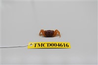 藏品(悅目大眼蟹)的圖片